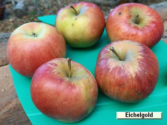 Pomme_eh Eichelgold