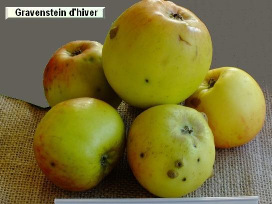 Pomme_eh Gravenstein d'hiver