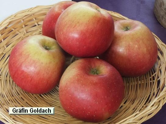 Pomme_eh Gräfin Goldach®