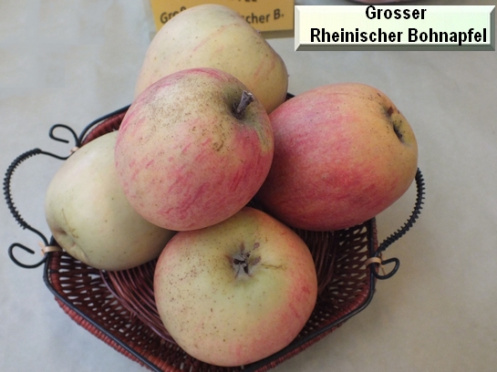Pomme_eh Grosser Rheinischer Bohnapfel