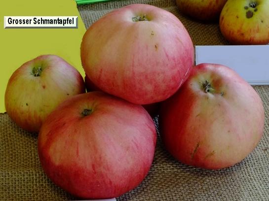 Pomme_eh Grosser Schmantapfel