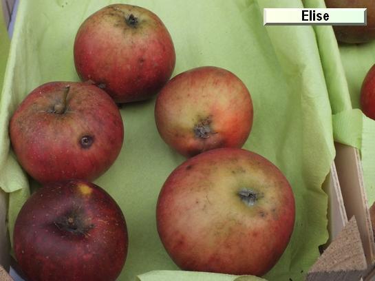 Pomme_eh Elise