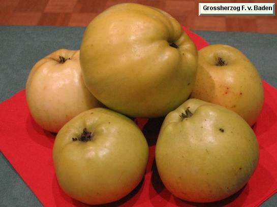 Pomme_eh Grossherzog Friedrich de Bade