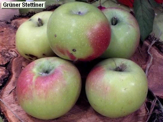 Pomme_eh Grüner (Winter) Stettiner