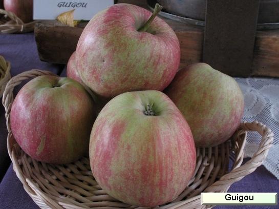 Pomme_eh Guigou