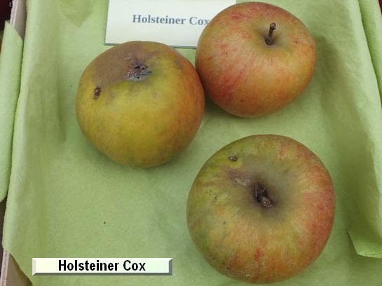 Pomme_eh Holstein Cox Pomme_eh Holstein Cox