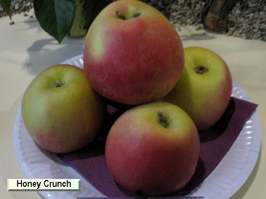 Pomme_eh HoneyCrunch® Honeycrisp c.o.v.