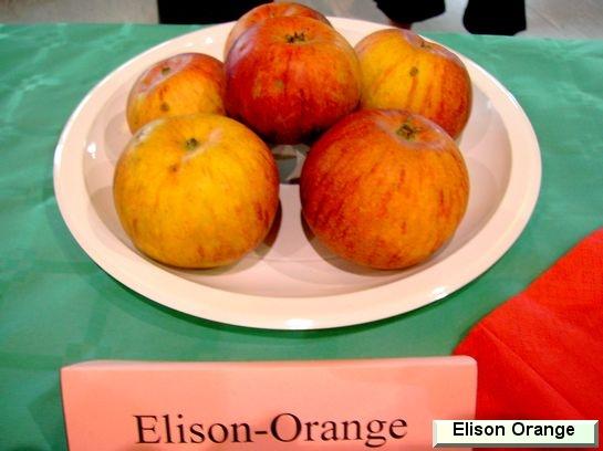 Pomme_eh Ellison's Orange