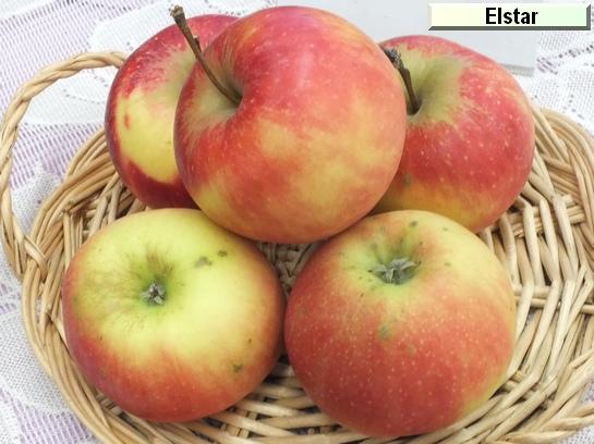 Pomme_eh Elstar