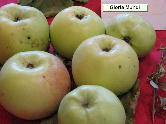 Pomme Gloria Mundi