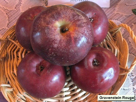 Pomme Gravenstein Rouge