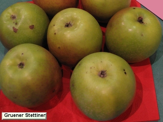 Pomme Grüner (Winter) Stettiner