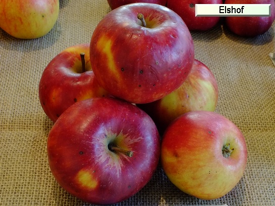 Pomme Elshof