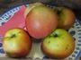 Kellerapfel