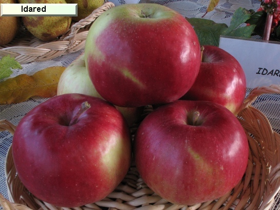 Pomme_il Idared