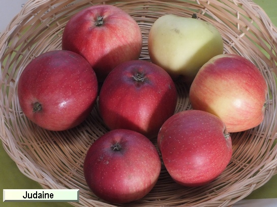 Pomme_il Judaine®