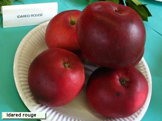 Pomme_il Idared Rouge