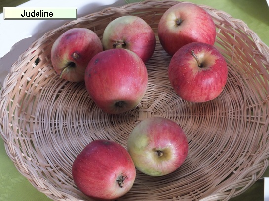 Pomme_il Judeline®