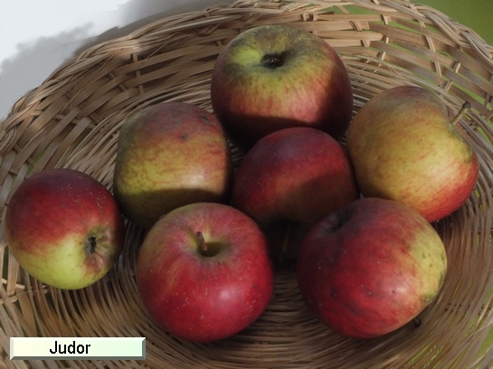Pomme_il Judor