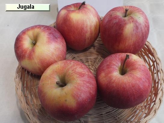 Pomme_il Jugala c.o.v.