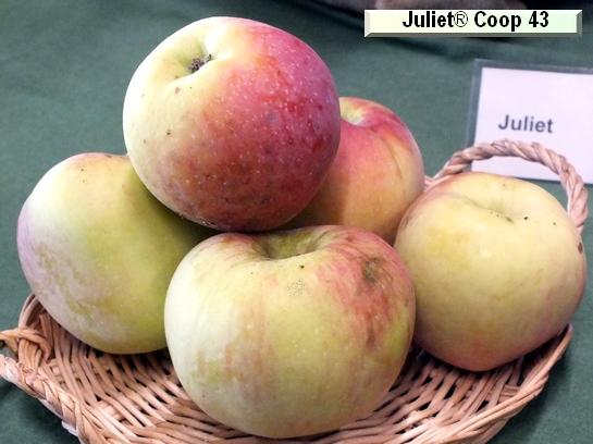 Pomme_il Juliet® Co-op43