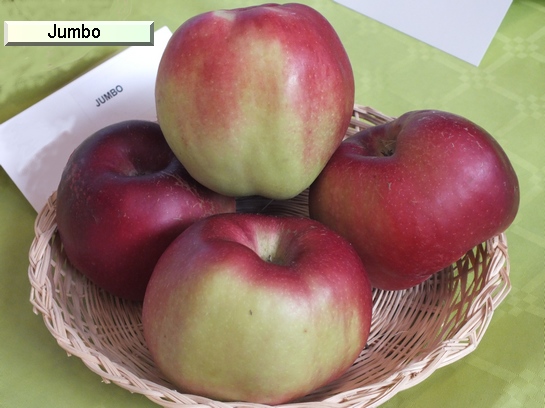 Pomme_il Jumbo®