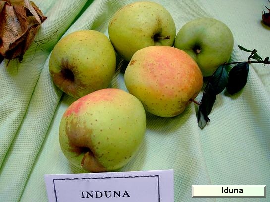 Pomme_il Iduna
