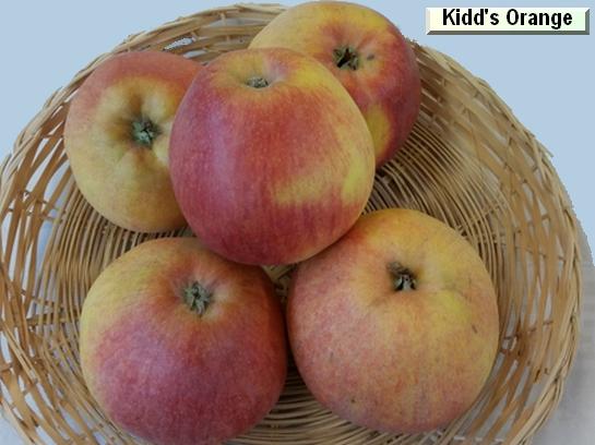 Pomme_il Kidd's Orange