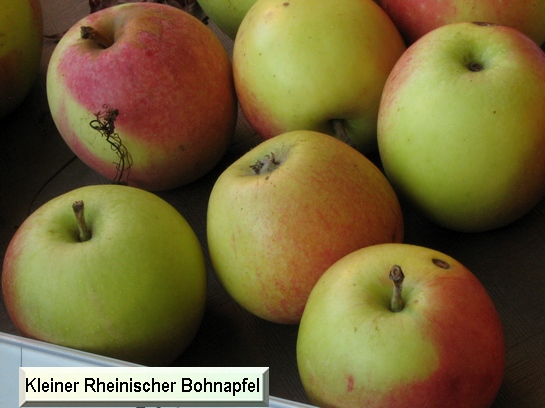 Pomme_il Kleiner Rheinischer Bohnapfel