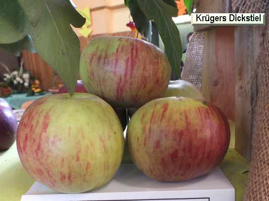 Pomme_il Krügers Dickstiel