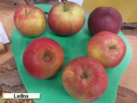 Pomme_il Ladina c.o.v.
