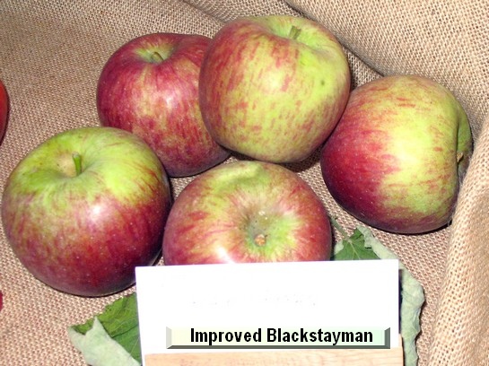 Pomme_il Improved Blackstayman