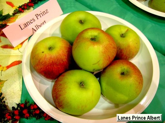 Pomme_il Lane's Prince Albert