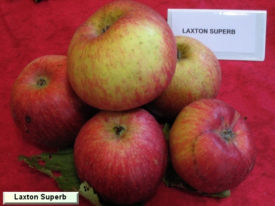 Pomme_il Laxton Superb