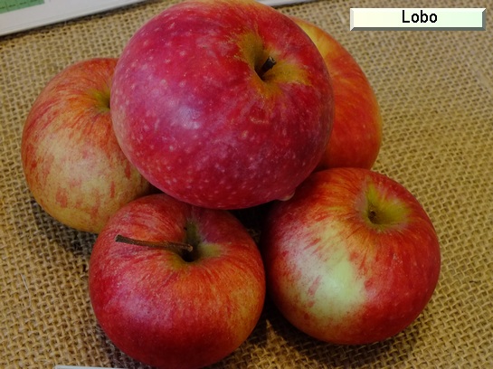 Pomme_il Lobo