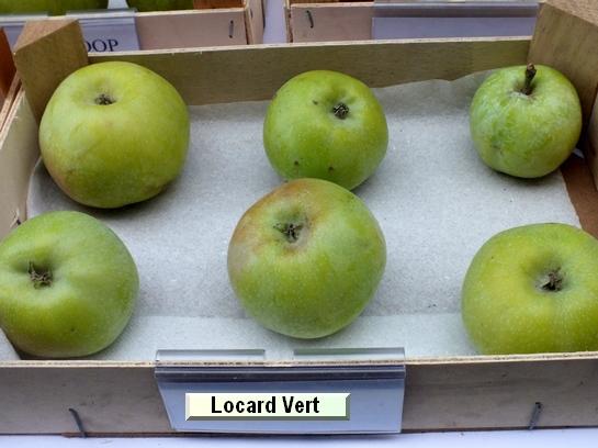 Pomme_il Locard Vert Pomme_il Locard Vert