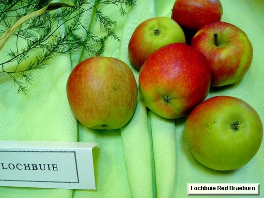 Pomme_il Lochbuie® Red Braeburn