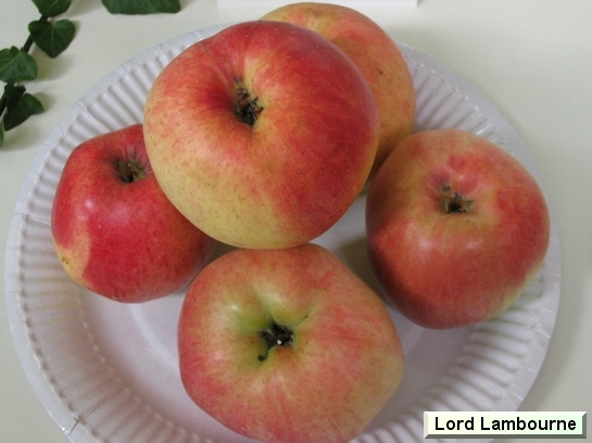 Pomme_il Lord Lambourne Pomme_il Lord Lambourne