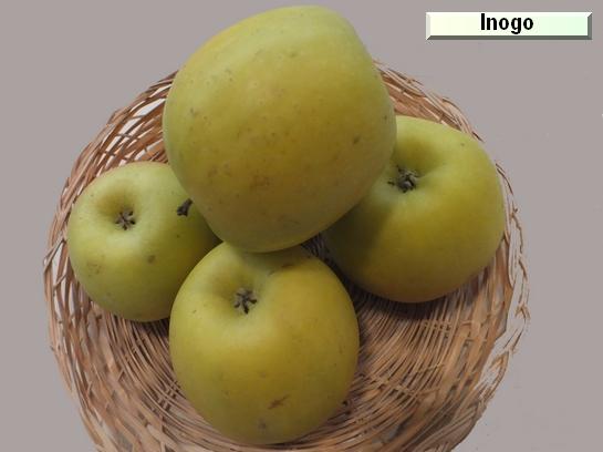 Pomme_il Inogo c.o.v. Lory®