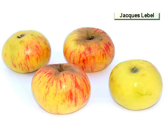 Pomme_il Jacques Lebel