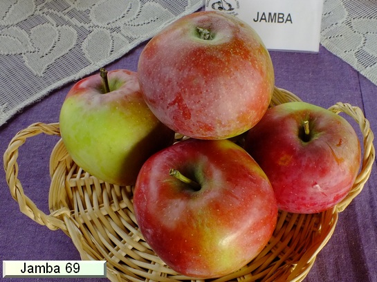 Pomme_il Jamba 69