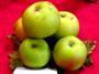 Pomme Grand Mère
