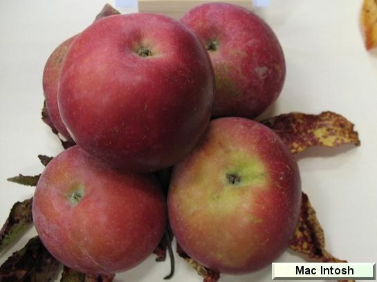 Pomme_mp McIntosh