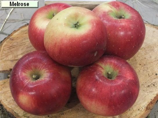 Pomme_mp Melrose