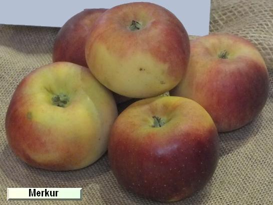Pomme_mp Merkur®