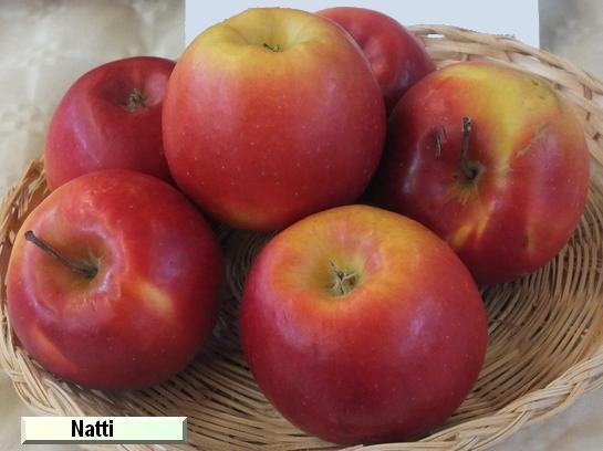 Pomme_mp Natti