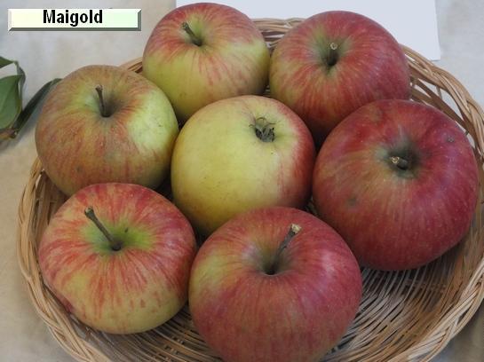 Pomme_mp Maigold