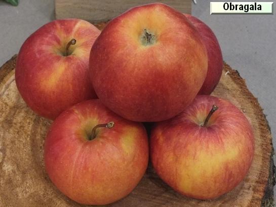 Pomme_mp Obrogala