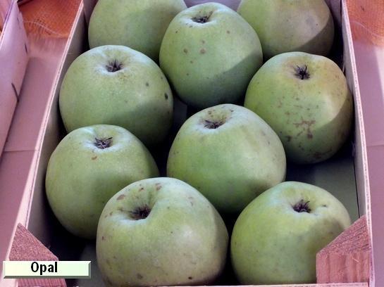 Pomme_mp Opal®