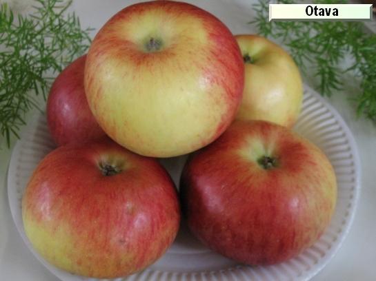 Pomme_mp Otava c.o.v.